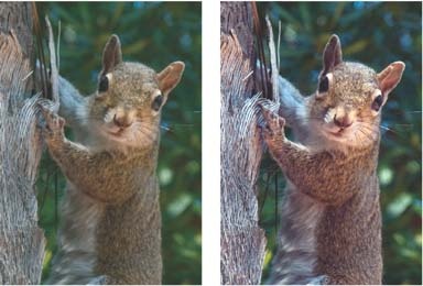 A quick click of the Auto Levels button can make a very dramatic difference in how vivid your photo is. Left: The original photo of the squirrel isn't bad, and you may not realize how much better the colors could be. Right: This image shows how much more effective your photo is once Auto Levels has balanced the colors.