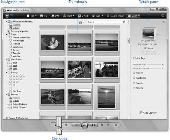 Here’s what Photo Gallery looks like when you first open it. The large photo-viewing area is where thumbnails of your imported photos appear. The icons at the top of the window represent all the stuff you can do with your photos. To adjust the size of the photo thumbnails (miniatures), click the magnifying-glass icon. Don’t release the mouse button yet. Instead, drag the vertical slider up or down. All the thumbnails expand or contract simultaneously. Cool!