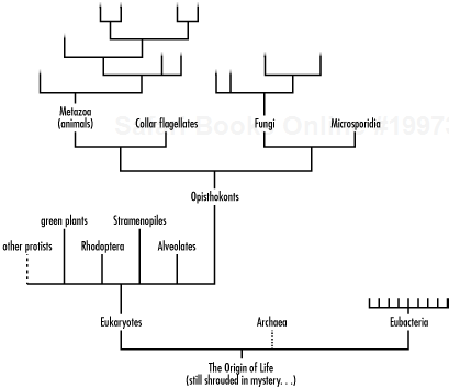 The "Tree of Life" represents the nomenclature system that classifies species