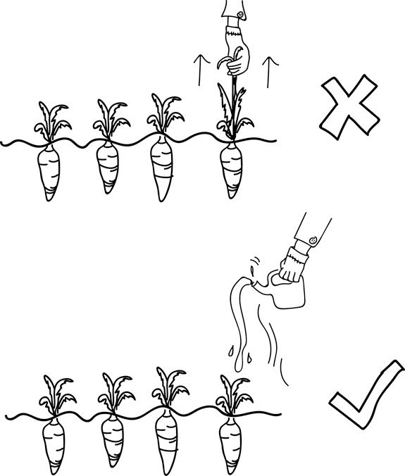 Two sketches show a few planted carrots. The In the first sketch, the crops are being pulled out of the soil. This is indicated as incorrect. In the second sketch, the crops are watered. This is identified as correct.