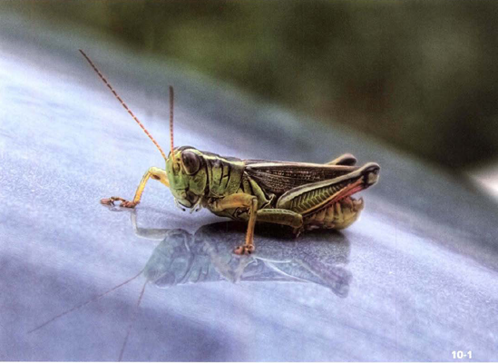 ABOUT THIS PHOTO A grasshopper is caught resting. HDR from a single raw exposure converted to three 16-bitTlFFs. (ISO 100, f/8, 1/160 second, Sony 18-70mm f/3.5-5.6 at 70 mm) © Robert Correll