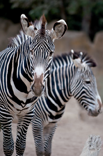 These zebras were shot at the zoo over a fence with a path in the background. The focus is on the eyes, the zebra is placed with space to spare and also fills the frame well, and the background doesn't distract at all. Taken at ISO 400, f/11, and 1/125 second.