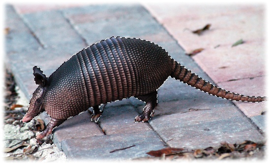 To let you know an area is selected, Photoshop surrounds it with tiny, moving dashes that look like marching ants. Here you can see the ants running around the armadillo. (FYI, the nine-banded armadillo is the state animal of Texas. Aren’t you glad you bought this book?)