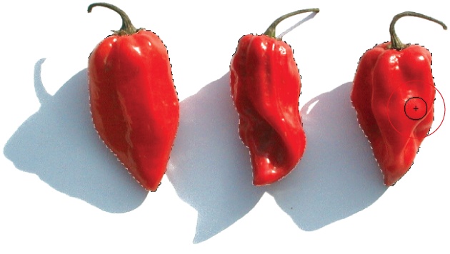 If the color of the objects you want to select differs greatly from the color of their background, like these chili peppers, take the Quick Selection tool for a spin. With this tool activated, you can either single-click the area you want to select or drag your cursor (circled) across the area as if you were painting. When the tool is in “Add to selection” mode, you see a tiny + sign inside it, as shown here. As you learned earlier in the chapter, this mode lets you add to an existing selection or make multiple selections.