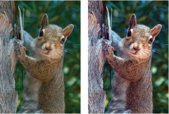 A quick click of the Auto Levels button can make a very dramatic difference.Left: The original photo of the squirrel isn't bad, and you may not realize how much better the colors could be.Right: This image shows how much more effective your photo is once Auto Levels has balanced the colors.