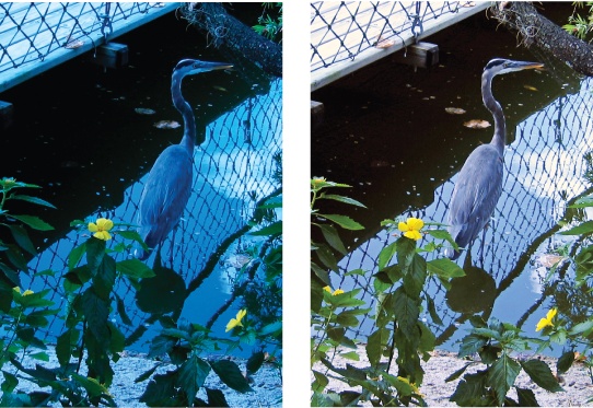 Left: You may wind up with a photo like this one of a heron every once in a while if you forget to change the white balance—your camera's special setting for the type of lighting conditions you're shooting in (common settings are daylight, fluorescent, and so on). This is an outdoor photo taken with the camera set for tungsten indoor lighting.Right: Elements fixes that wicked color cast in a jiffy. The photo still needs other adjustments, but the color is back in the ballpark.