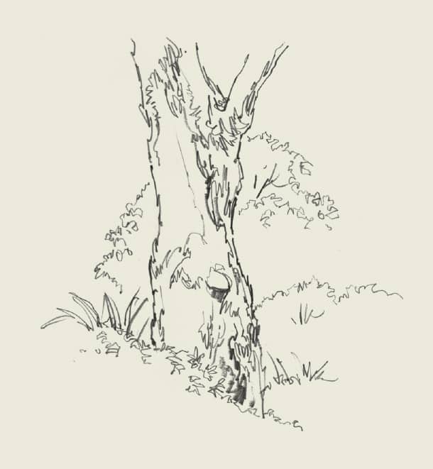 Sketching in nature  drawing for beginners