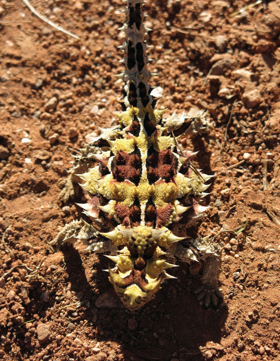 100. The skin of the thorny devil has a network of capillary grooves that transfer water to the lizard’s mouth from damp ground or from droplets of water that condense onto spines