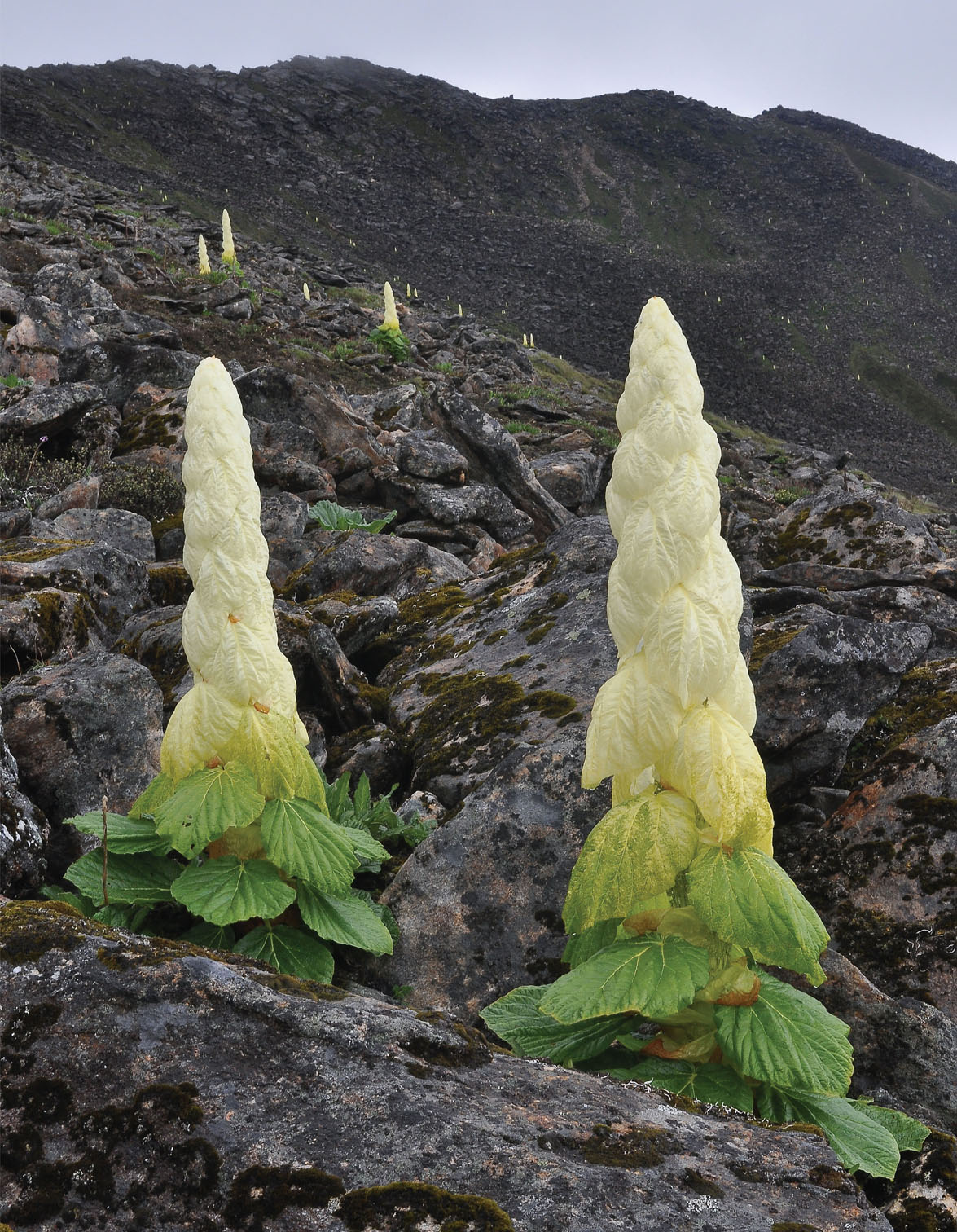 111. The Himalayan rhubarb (Rheum nobile) – probably the closest biology comes to a greenhouse. The adaptation has given the plant a substantial advantage over others in the same habitat