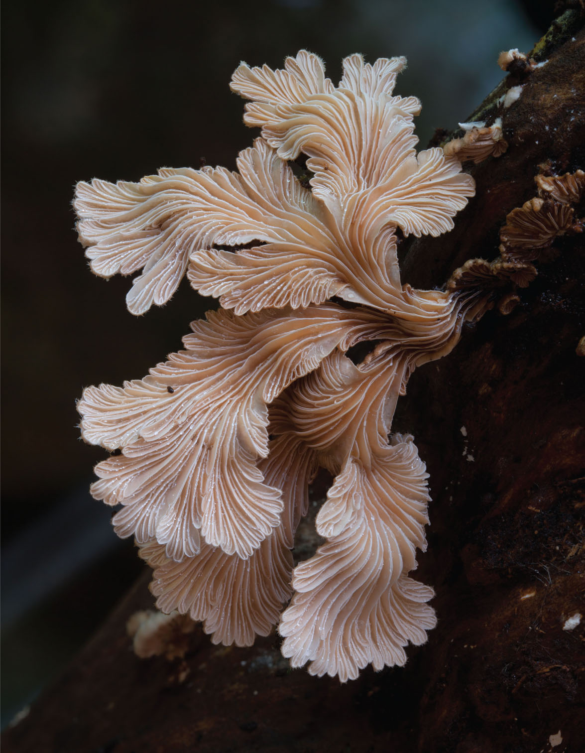 93. Schizophyllum commune fungi. The renowned mycologist Paul Stamets has described fungi as ‘the grand molecular disassemblers of nature’101