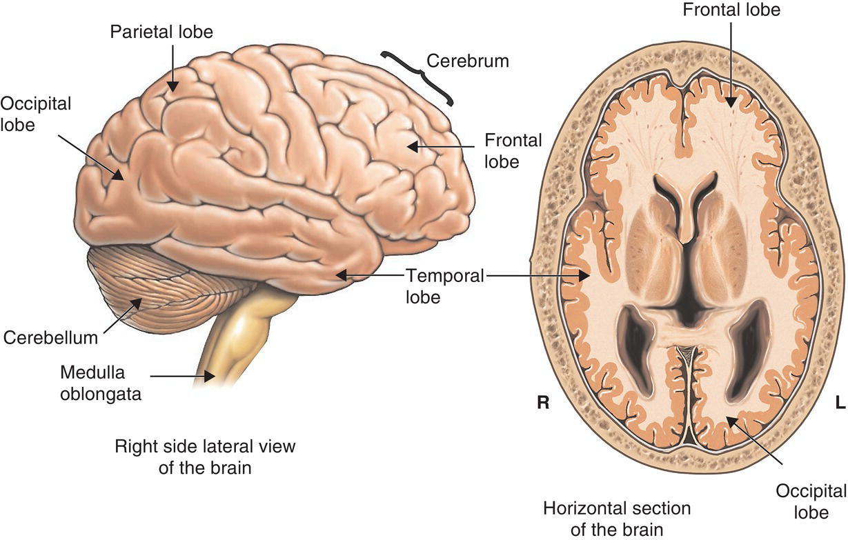 Images of a human brain with its main structures labeled.  Left image depicts the lateral view of the brain; right image depicts the horizontal section of the brain.