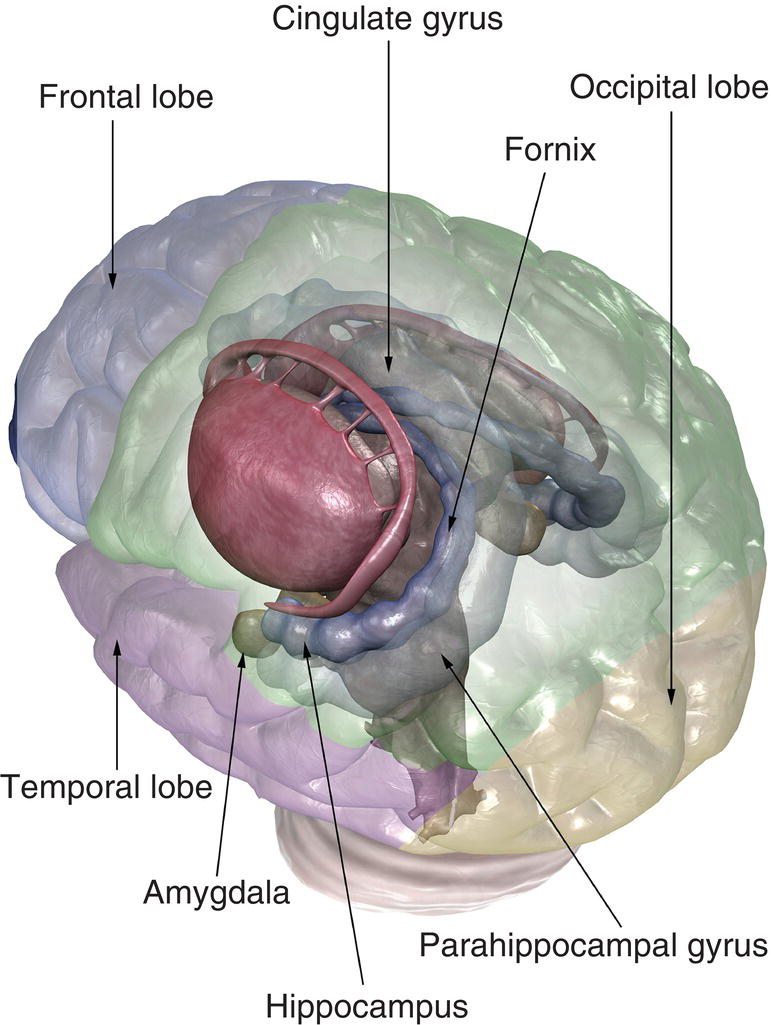 An image of the structures of the limbic system from a superior posterolateral view. Cortical areas appear semitransparent and in different colors denoting different brain regions.