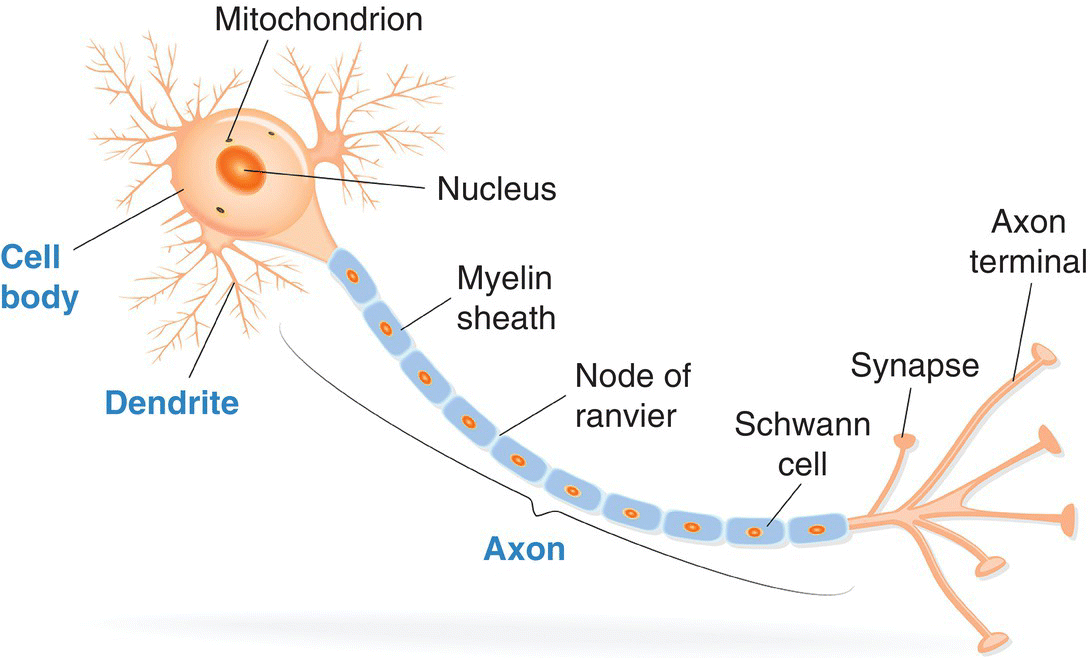 Image of a neuron with major parts labeled: a spherical–shaped structure (cell body) from which fingerlike projections (dendrites) radiate. Attached to a projection are a string of sausage–shaped beads (axons).