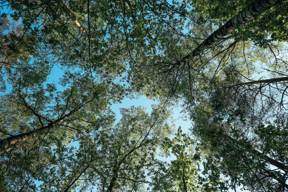 Photograph of trees taken from ground upwards to the tree tops at blue sky.