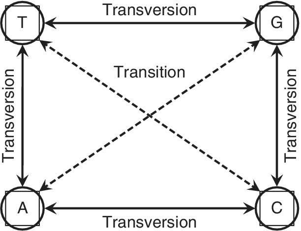 Schematic of substitution of nucleotides leading to transition and transversion, depicting 4 circles labeled T, G, C, and A, connected by double arrows and with 2 dashed arrows intersecting at the middle.