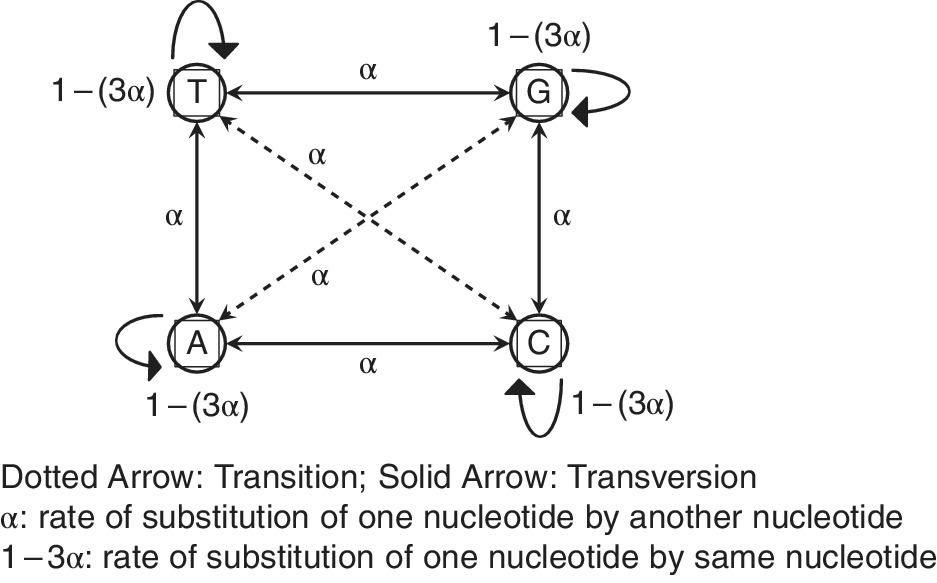 Schematic of Jukes-Cantor one-parameter substitution model, depicting circles labeled T, G, C, and A, connected by dotted arrows (transition) and solid arrows (transversion).
