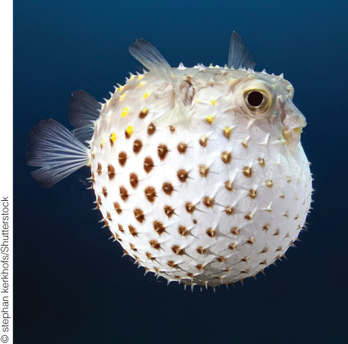 Photograph of a puffer fish.