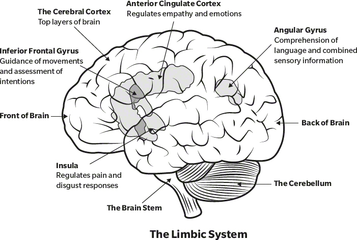 An illustration shows the brain with the parts of limbic system highlighted.