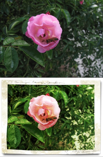 Top: Here’s a photo straight from the camera.Bottom: After a few double-clicks in the Quick Fix window’s Effects, Textures, and Frames panels, the same image is all ready for use in a project or on a scrapbook page.