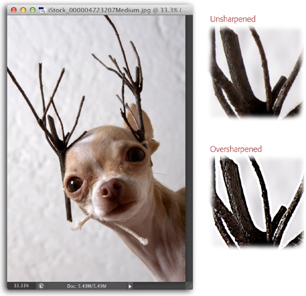 Left: It’s easy to spot the edges in this image because its contrast is pretty high, especially between the antlers and the light background.Right: In this before-and-after close-up of the Chihuahua’s antlers—who does that to their pet?—see how the edges are emphasized after some overzealous sharpening (bottom)? The weird white glow around the antlers is the dreaded sharpening halo.