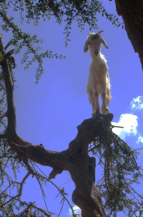 A picture of a goat up a tree