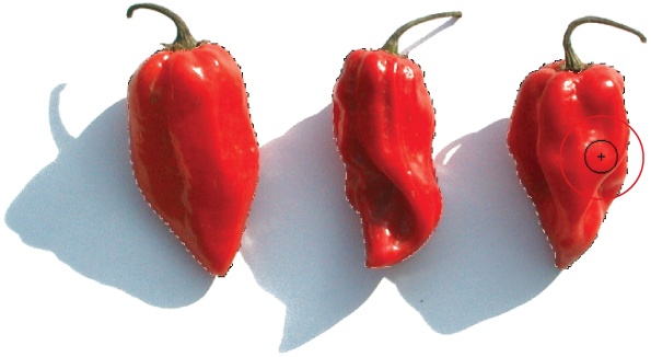 If the color of the objects you want to select differs greatly from the color of their background, like these chili peppers, take the Quick Selection tool for a spin. With this tool activated, you can either single-click the area you want to select or drag your cursor (circled) across the area as if you were painting. When the tool is in “Add to selection” mode, you see a tiny + sign inside the cursor, as shown here. This mode lets you add to an existing selection or make multiple selections.
