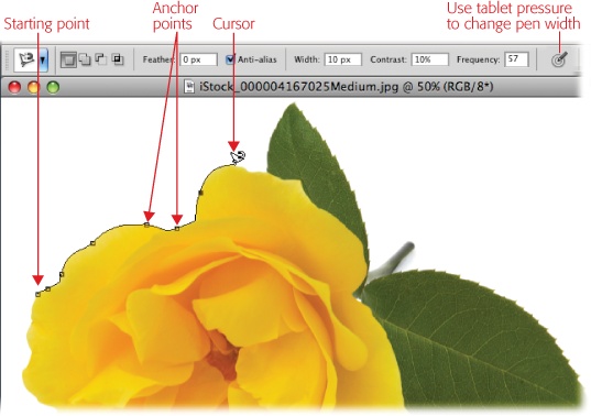 If you’re trying to select an object on a plain, high-contrast background, the Magnetic Lasso works great because it can easily find the edge of the object. For best results, glide your cursor slowly around the edge of the item you want to select (you don’t need to hold your mouse button down). To draw a straight line, you can temporarily switch to the Polygonal Lasso tool by Option-clicking (Alt-clicking on a PC) where you want the line to start and then clicking where you want it to end. Photoshop then switches back to the Magnetic Lasso and you’re free to continue gliding around the rest of the object’s jagged edges.