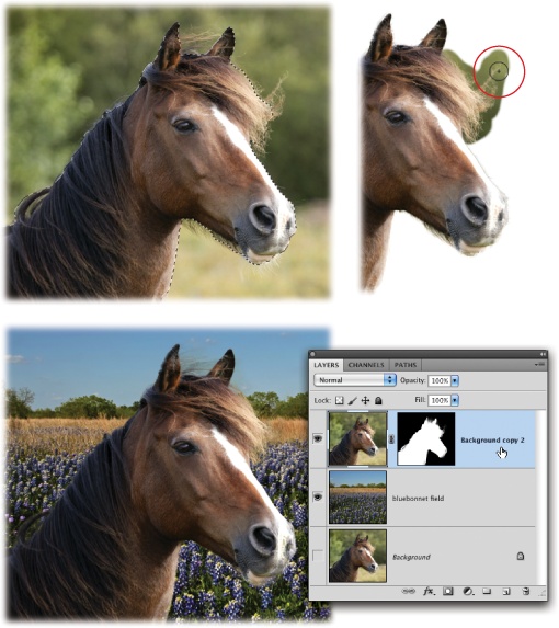 Top: After creating a rough selection with the Quick Selection tool (left), you can use the Refine Edge dialog box’s Refine Radius tool to brush across the areas you want to add to your selection (right).Bottom: Within minutes, you can settle this mare onto a new background, as shown here. What horse wouldn’t be happier hanging out on a field of bluebonnets?To follow along, trot on over to this book’s Missing CD page at www.missingmanuals.com/cds and download the files Horse.jpg and Field.jpg.