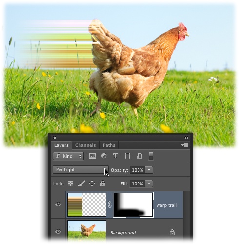 Good luck catching this hen!To achieve this look, use the Single Column Marquee to select a column of pixels. Then “jump” the selection onto its own layer by pressing ⌘-J (Ctrl+J). Next, summon the Free Transform tool by pressing ⌘-T (Ctrl+T), and drag one of the square, white center handles leftward. Last but not least, add a gradient mask (page 294), and then experiment with blend modes until you find one that makes the stretched pixels blend into the image (page 296 has more on blend modes).(Unfortunately you can’t activate the Single Row and Single Column Marquee tools with a keyboard shortcut; you’ve got to click their icons in the Tools panel.)Create your own speeding hen by downloading the practice file Hen.jpg from this book’s Missing CD page at www.missingmanuals.com/cds.