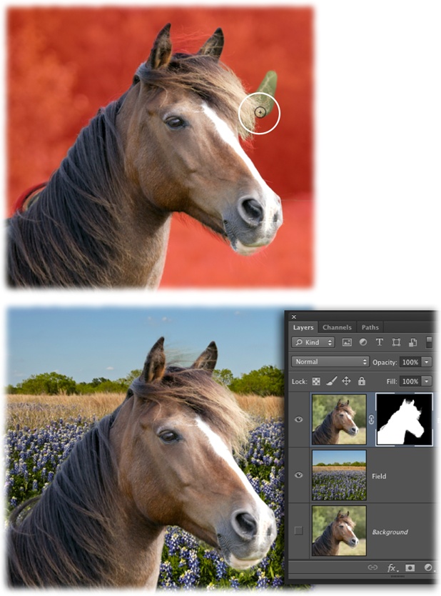 Top: After creating a rough selection with the Quick Selection tool, you can use the Refine Edge dialog box’s Refine Radius tool to brush across areas you want to add to the selection.Bottom: Within minutes, you can settle this mare onto a new background, as shown here. What horse wouldn’t be happier hanging out on a field of bluebonnets?To try this yourself, head to this book’s Missing CD page at www.missingmanuals.com/cds and download the file Horse.zip.When the Refine Edge dialog box is open, you can temporarily switch between the Refine Radius and Erase Refinements tools while pressing and holding the Option key (Alt on a PC). Alternatively, you can flip-flop between the tools by pressing Shift-E.
