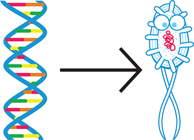 The goal of synthetic biology. Synthetic biology aims to write DNA (left) that instructs a cell or organism (right) to behave according to design specifications.