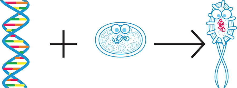 Synthetic biology today. Currently, synthetic biologists generally design a portion of DNA (left) and combine it with an existing cell or organism (middle) so that the new cell or organism (right) behaves according to design specifications.
