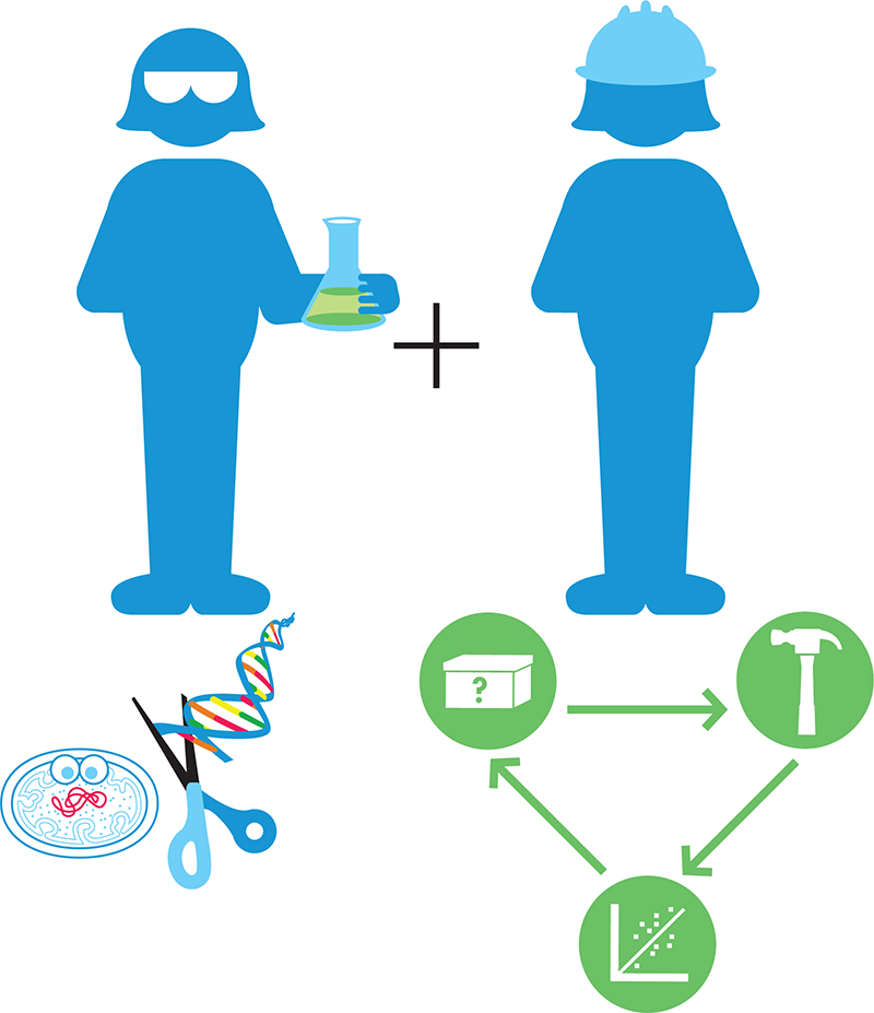 The interdisciplinary nature of synthetic biology. Synthetic biologists combine the wealth of knowledge and techniques from molecular biology (left) with engineering principles (right), including the design-build-test cycle that’s a hallmark of engineering disciplines.