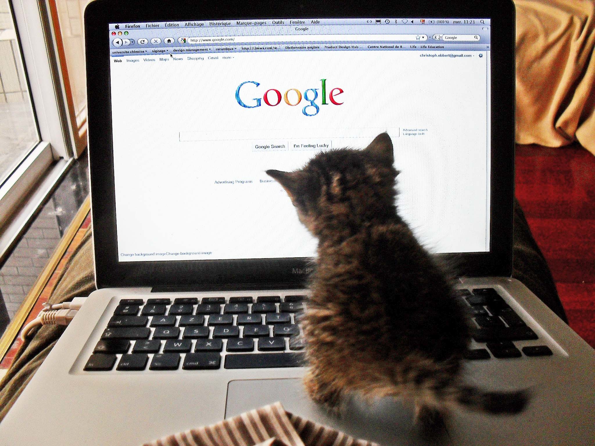 Fluffy had finally found Google, after numerous failed attempts. Next challenge: figuring out how to type “bird.”