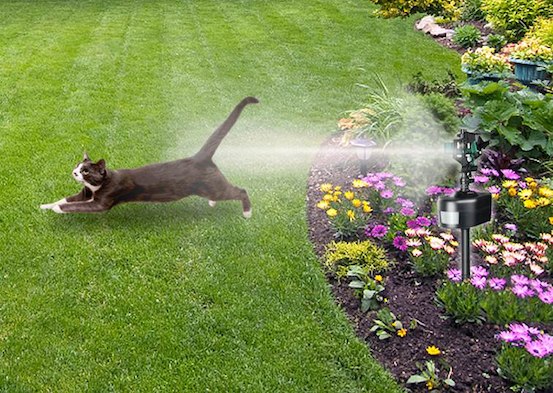 Building an AI cat sprinkler system, like this Havahart Spray Away Motion Detector