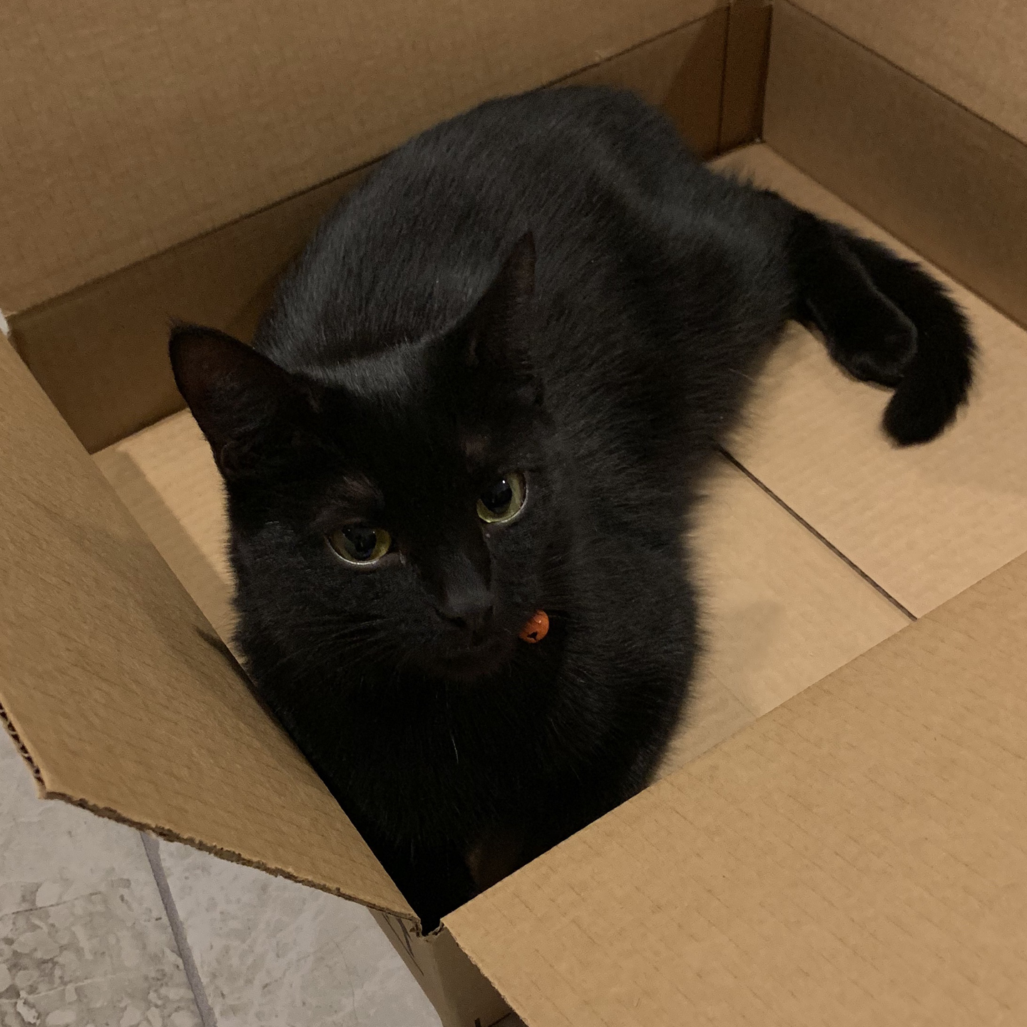 An image of a black cat in a box