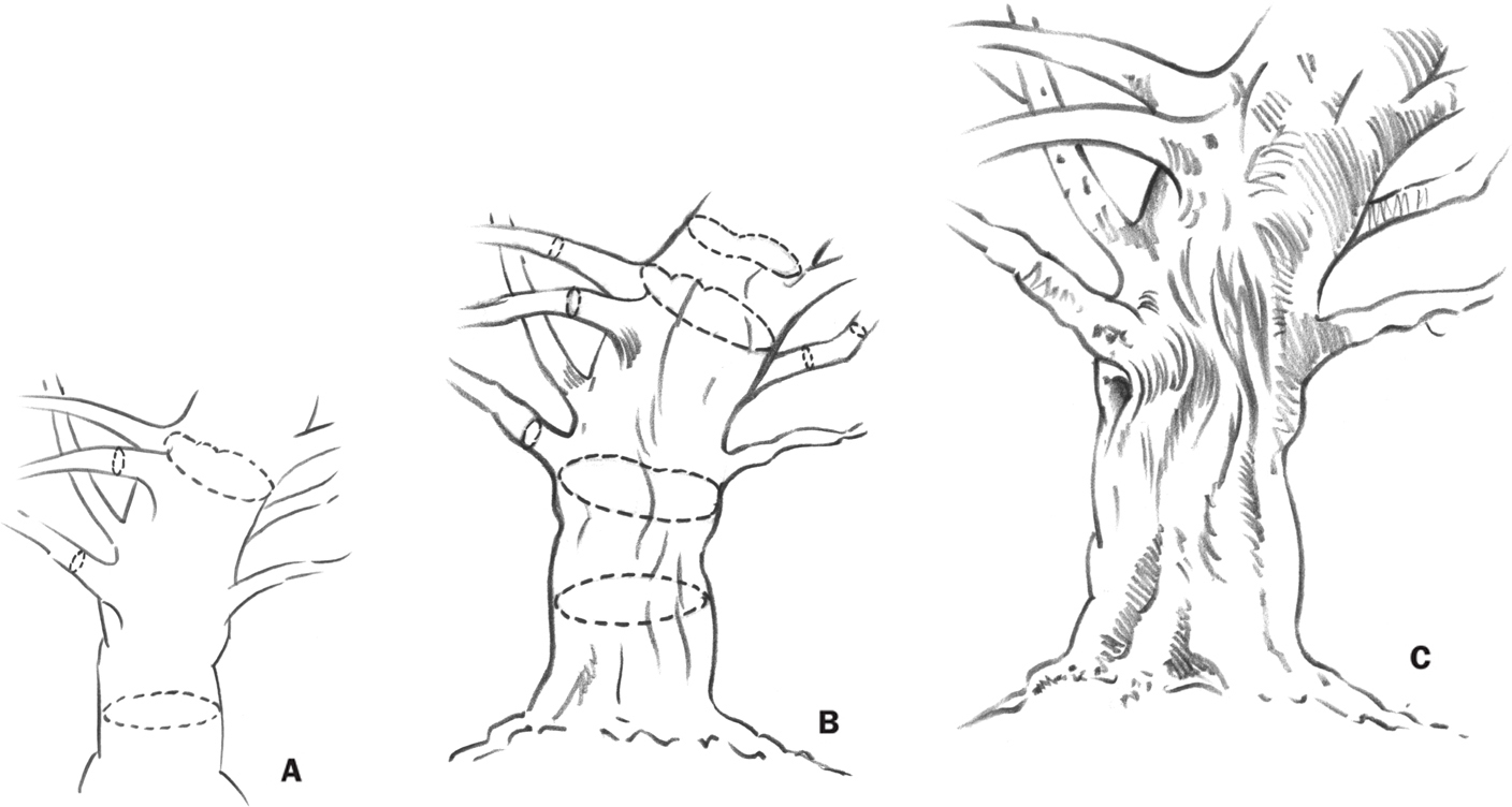 Tree Trunks - Drawing: Trees with William F. Powell [Book]