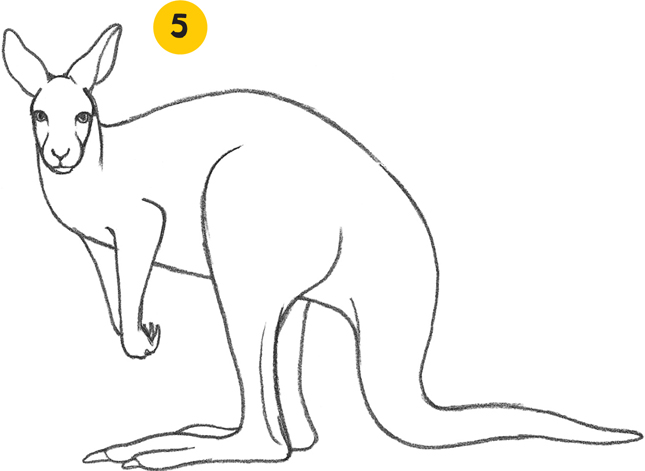 Kangaroo - Animals [Book]