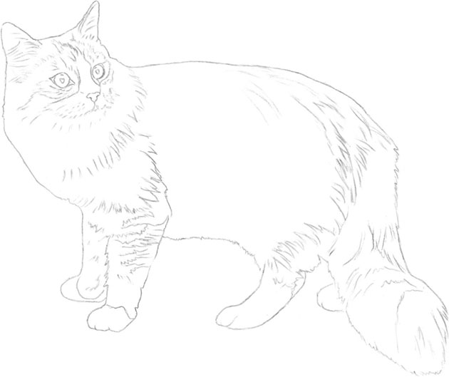 Maine Coon Cat Drawings for Sale  Fine Art America