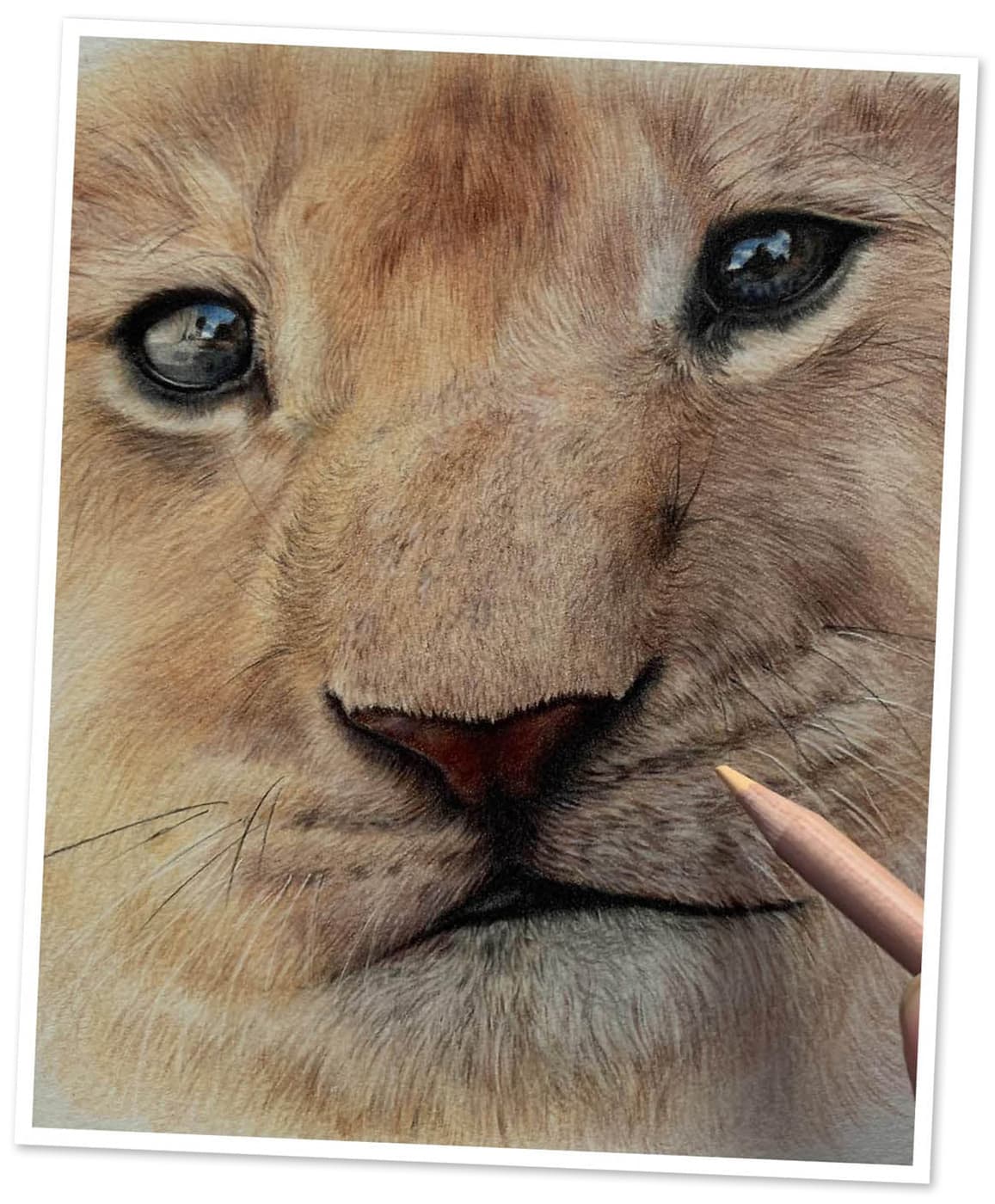 hyper realistic animal drawings - Clip Art Library