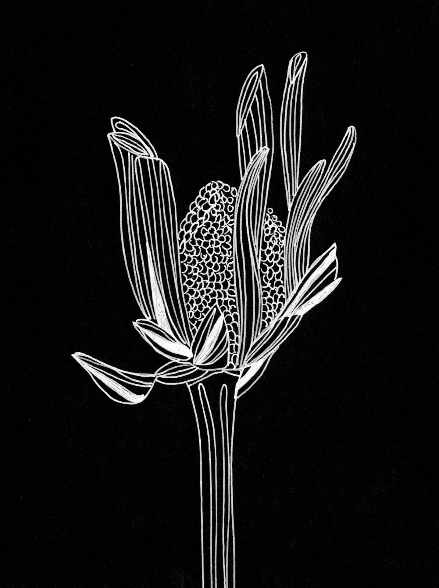These are flowers from my garden. White gel pen on black paper. This was  pretty fun to do. : r/Illustration