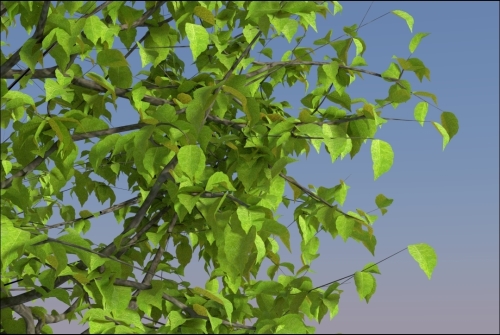 Creating tree shaders – the leaves
