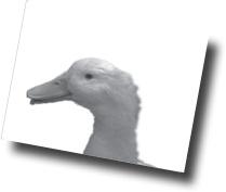 image with no caption