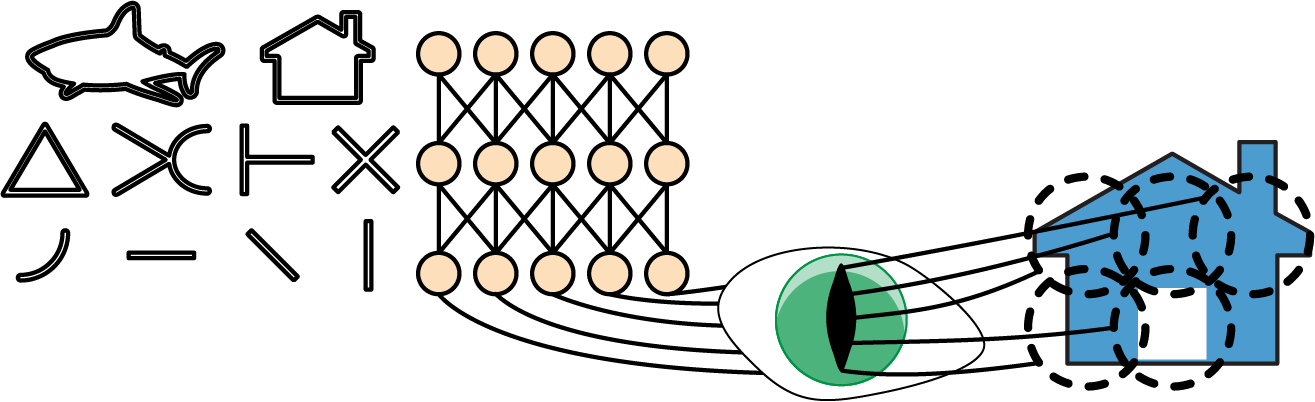 Diagram illustrating how biological neurons in the visual cortex respond to specific patterns within small receptive fields and integrate this information to recognize complex shapes like a house.