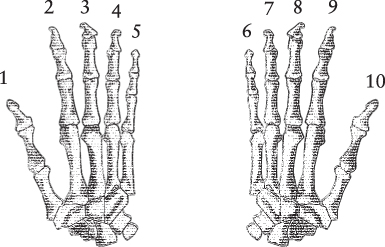 A pair of hands with the fingers labeled 1 through 10.