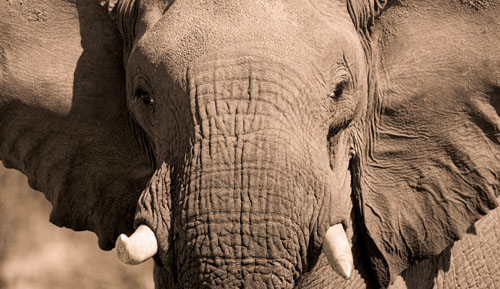 The wonder of wildlife