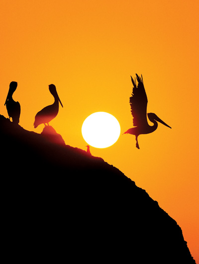 At the end of a day of diving off Santa Cruz Island, we anchored the boat near a rock that brown pelicans used for roosting. Checking my compass, I knew that the sun would set behind the rock, so we got in our little inflatable skiff and waited as the sun dropped. Presetting my exposure for the sunset sky meant that I was ready when this pelican took flight. California.