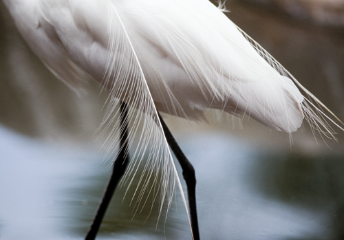 Few birds are as beautiful as the great egret in breeding plumage. I have many images of these birds and wanted something that was different from the standard portrait—but still recognizable as a great egret. Framing just the long feathers and black legs works. California.