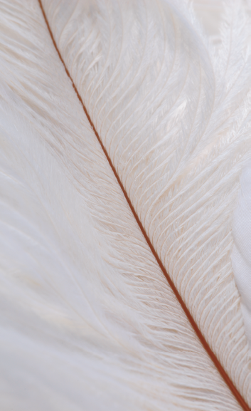 Composition is a skill that intrigues and challenges even the most experienced photographers. Taken at ISO 100, f/22, 1/125 sec. using a Canon EF 180mm, f/3.5L Macro USM lens.