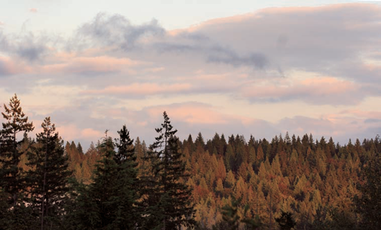 This image was taken during late afternoon as the sun creates a golden glow across the trees. The exposure for this image was ISO 100, f/6.3 at 1/200 second.